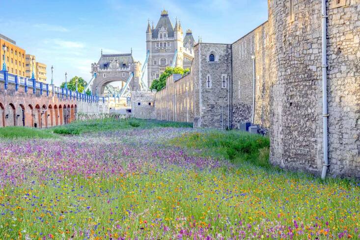  For \20\2\2’s Tower of London Superbloom, Dunnett filled the castle’s moat with vibrant flower fields. The intersections between different color-themed seed mixes can be seen clearly here.