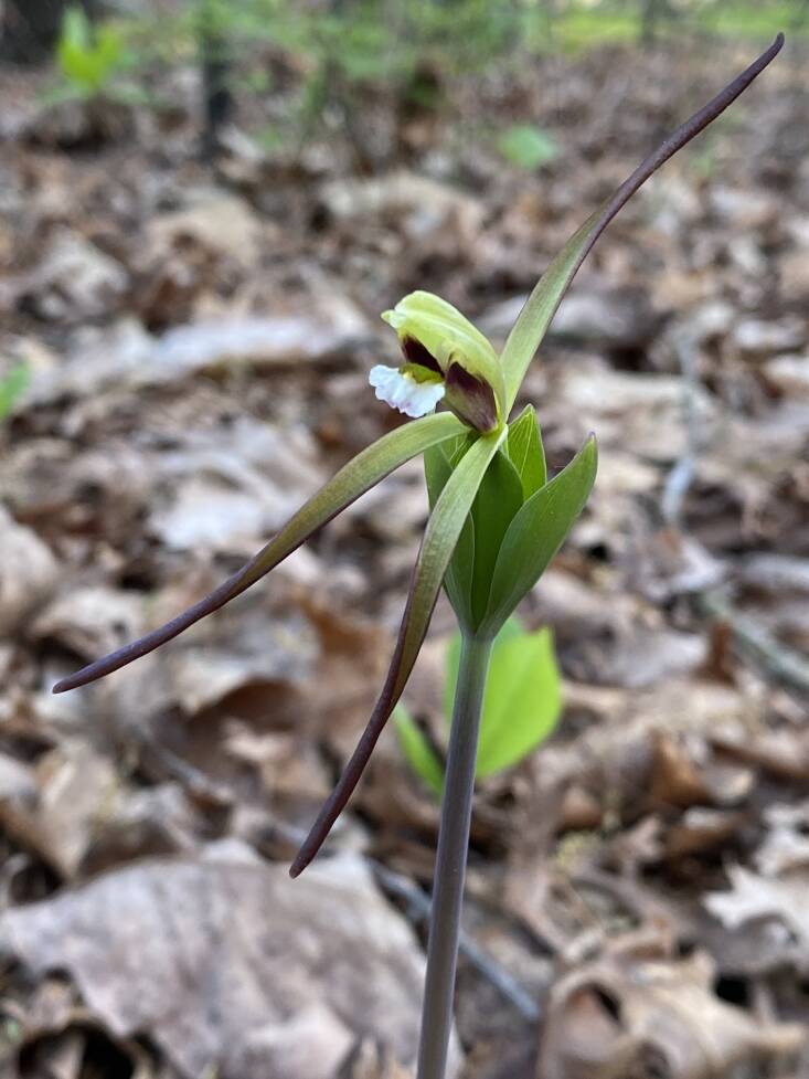 West has identified five native orchids, like this Isotria verticillata, that have appeared on her farm after implementing sustainable land care practices. Photograph by Claudia West.