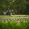 Garden Visit: The French Laundry Culinary Garden in Yountville