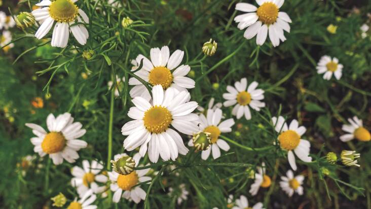 Consider a carpet of chamomile instead of a traditional lawn. Photograph by Petruss via Wikimedia Commons.