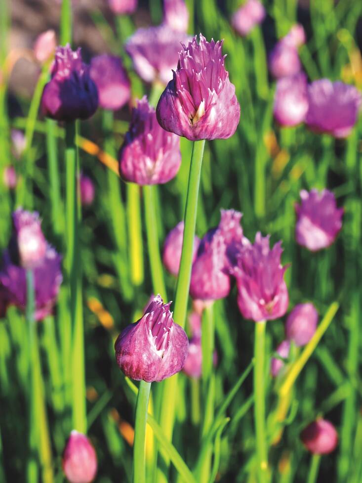 Chives are among Holding\2\17;s go-to edimentals. Photograph by Agnieszka Kwiecien, Nova, via Wikimedia Commons.