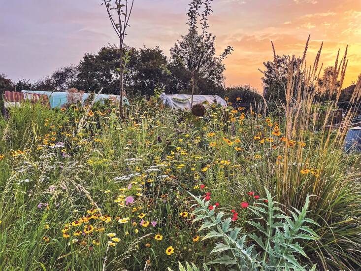 The edible meadow at Holding’s allotment is punctuated by fruit trees and flanked by berry bushes and annual crops. Photograph by Harry Holding.