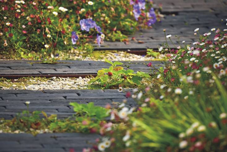 Strawberry gems are tucked in between stepping stones. Photograph by Alister Thorpe.