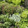'Shade Gardening Is for Connoisseurs of Subtlety': An Excerpt from Stephen Orr's New Book