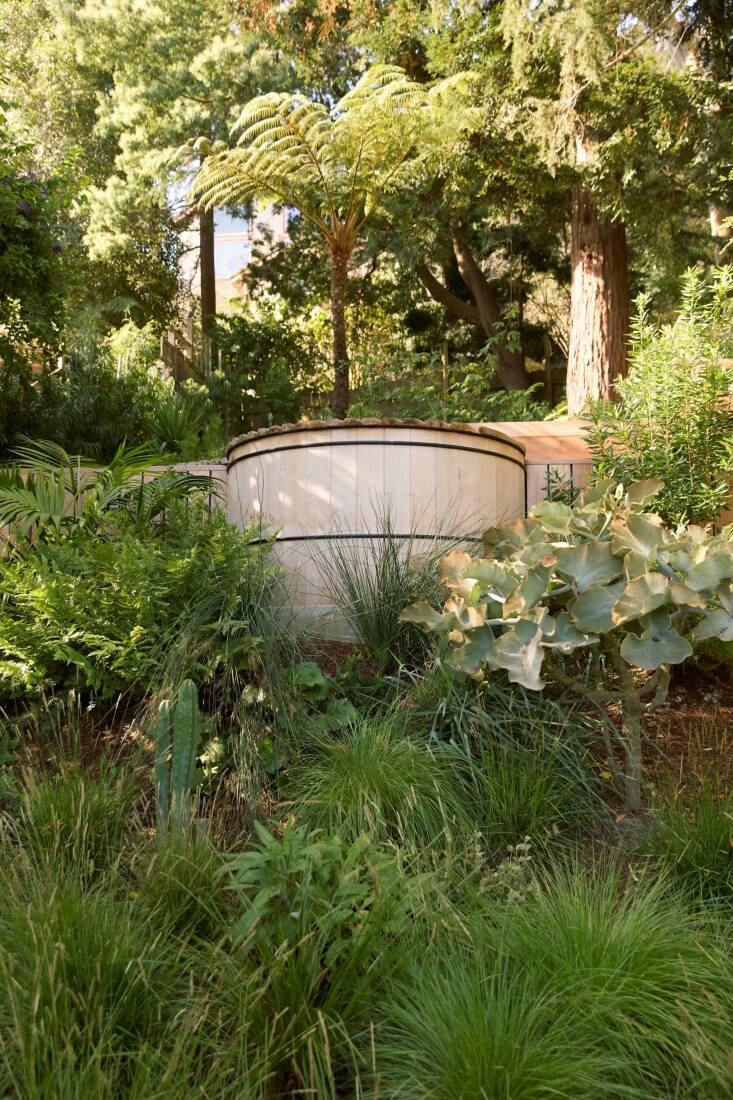 A prominent tree fern remains from the original site. At front right is a Kalanchoe bareniss.