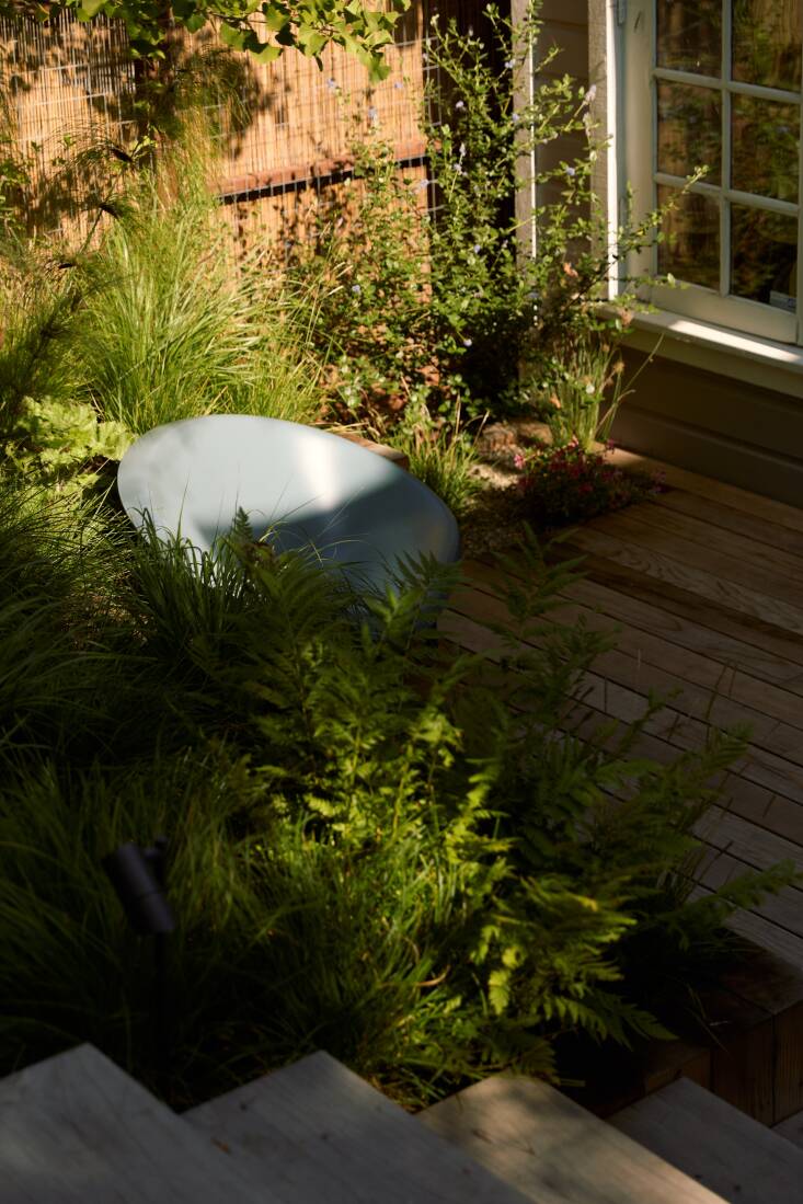 The Helios Chair beneath a gingko that was buried in the dirt of the old garden—it lasted through all construction. A bamboo and metal mesh screen lines the garden wall with Akebia quinata.
