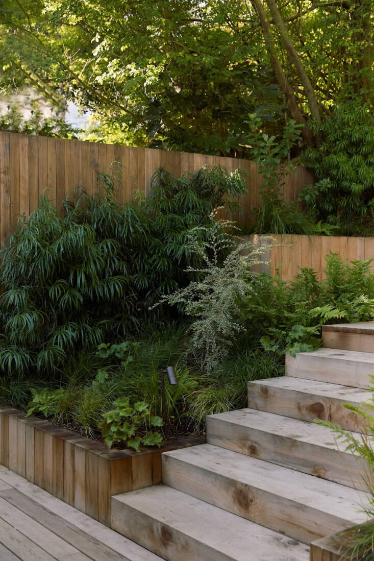 Planting marked by Podocarpus henkelii, Azara microphylla \2\16;Variegata\2\17;, and Heuchera maxima. The pathway lights are from Lightcraft.