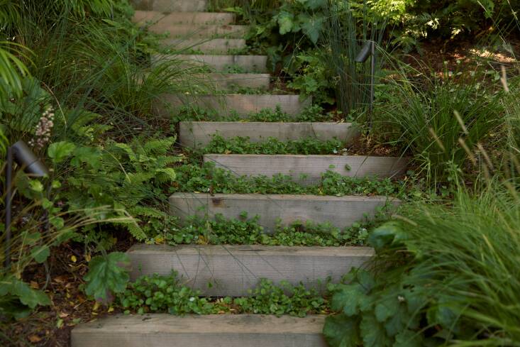 Deliberate planting of perennial herb Dichondra repens between each step in the top section of the garden path.