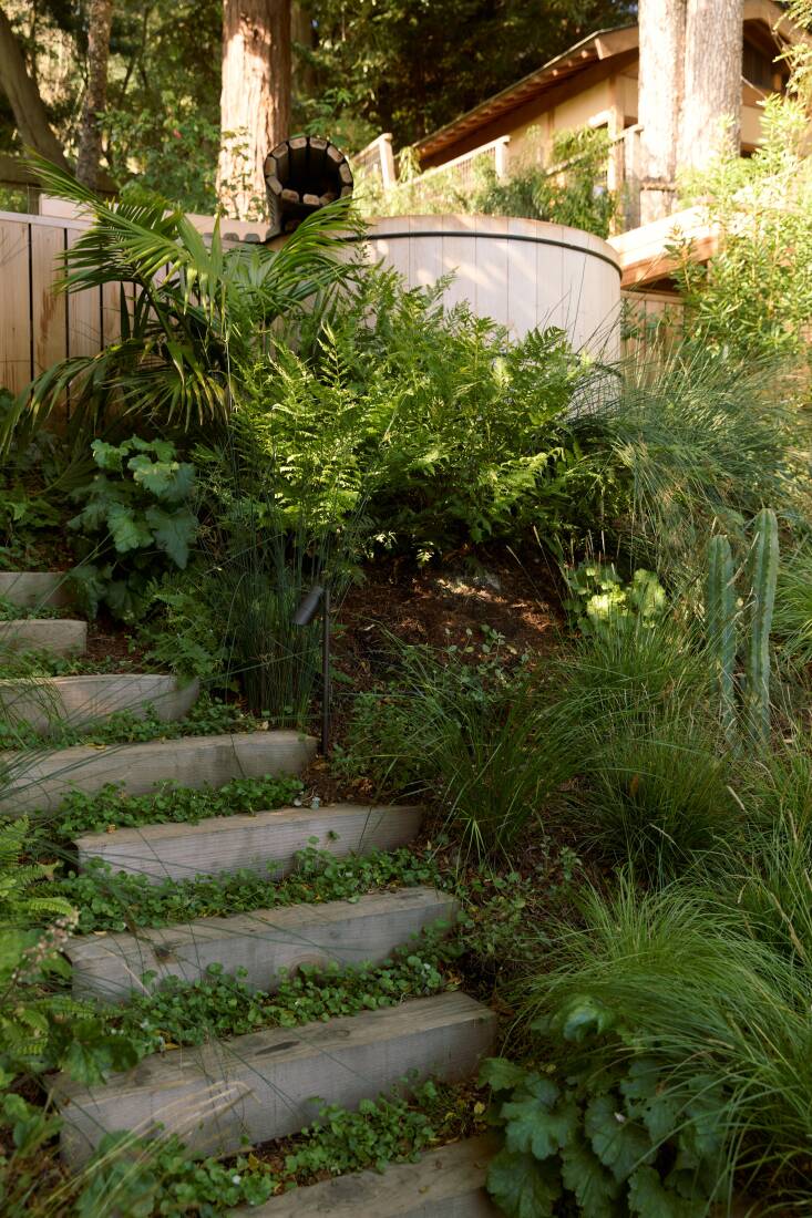 Howea forsteriana (Kentia palm) and ferns emerge from the base of the cedar tub.
