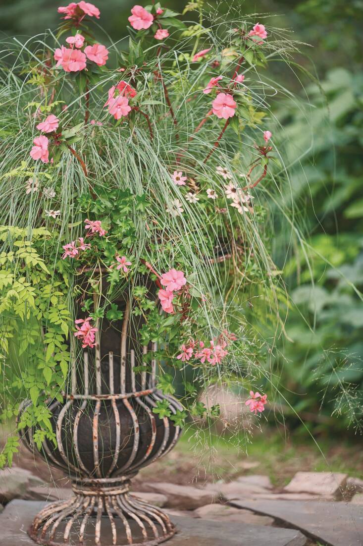 Cosmos bipinnatus \2\16;Candyfloss Red\2\17; (cosmos), Dicranum scoparium (mood moss), Eragrostis elliottii (blue love grass), Impatiens x hybrida \2\16;Sakimp035\2\17; (aka SunPatiens Vigorous Shell Pink) (impatiens), Jasminum officinale \2\16;Frojas\2\17; (aka Fiona Sunrise) (jasmine), Pelargonium peltatum \2\16;Cascade Sofie\2\17; (ivy geranium). Photograph by Martha Lawlor.