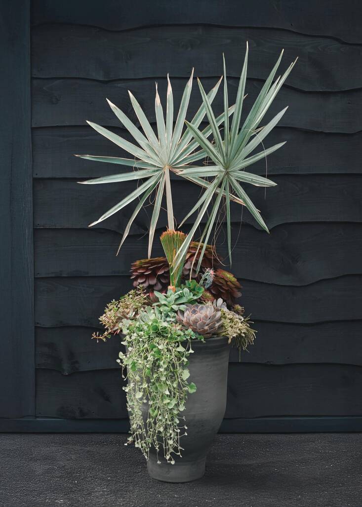 Aeonium \2\16;Blushing Beauty\2\17; (aeonium), Bismarckia nobilis (Bismarck palm), Dichondra argentea \2\16;Silver Falls\2\17; (silver nickel vine), Echeveria \2\16;Stella Blanc\2\17; (echeveria), Echeveria \2\16;Red Velvet\2\17; (echeveria), Echeveria runyonii \2\16;Topsy Turvy\2\17; (echeveria), Echeveria lilacina (ghost echeveria), Graptopetalum paraguayense subsp. bernalense (Bernal ghost plant), Hylotelephium telephioides (Allegheny stonecrop), Kalanchoe fedtschenkoi (lavender scallops), Rhipsalis baccifera (mistletoe cactus), Sempervivum \2\16;Blue Whale\2\17; (hens and chicks), Sedum spurium \2\16;Tricolor\2\17; (stonecrop). Photograph by Martha Lawlor.