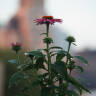 Garden Therapy: 13 Gardening Tasks to Quiet the Mind