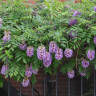 Gardening 101: A Native Wisteria