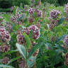 Common Milkweed 101: Grow this Beautifully Chaotic Native Perennial