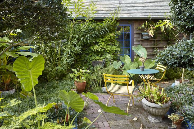 In the idyllic Secret Garden, a café table and two chairs painted in Madoo’s signature yellow rest near sky-high ironweed (Vernonia gigantea) and Japanese hydrangea vine (Schizophragma hydrangeoides) that nearly obscure the kitchen window.