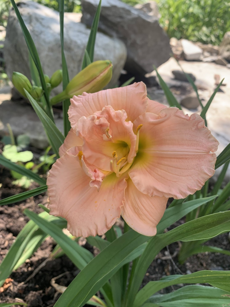 The mysterious single daylily that bloomed on my property. Photograph by Nick Spain.