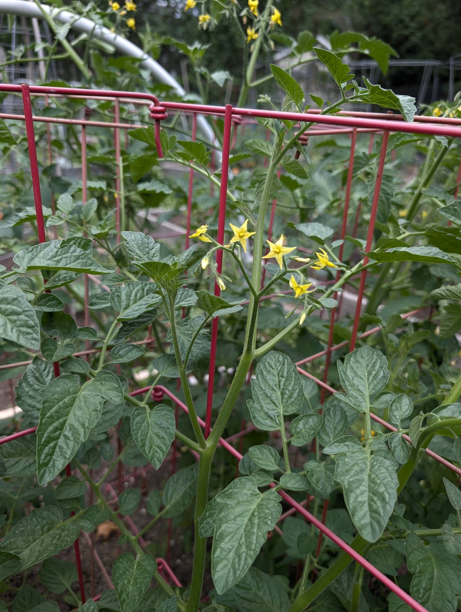 How To Grow Tomatoes Tips And Tricks For A Perfect Harvest how-to-grow-tomatoes-tips-and-tricks-for-a-perfect-harvest