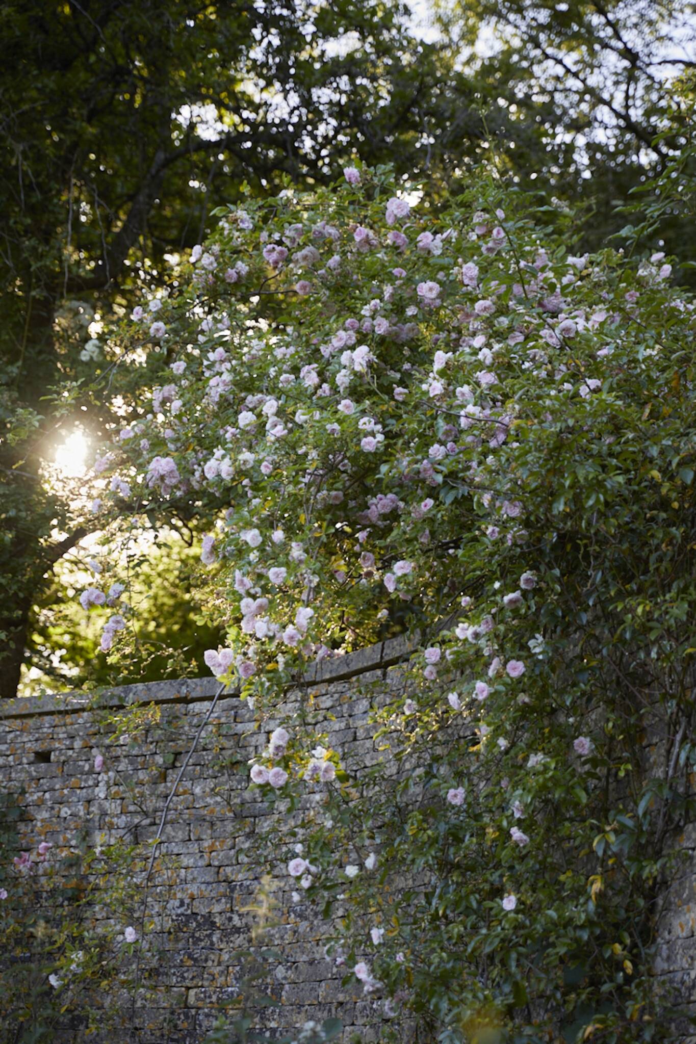 Largest Rambling Roses Rambler Roses: Easier Than You Think - Gardenista