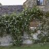 Rambler Roses: Easier Than You Think