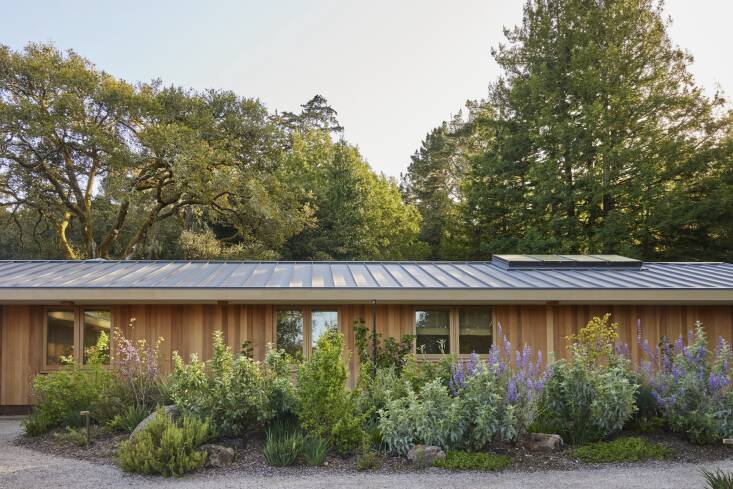 The front garden is designed as a loose, walkable island of native planting—cultivated, but intentionally informal as it transitions towards the surrounding West Marin landscape. \2\20;The idea was to immediately confront you with plants everywhere,\2\2\1; Al-Quaddoomi explains. In frame are plantings of coffeeberry, Lupinus albifrons (Silver Lupine), and Cercis occidentalis (Western Redbud), among others. Photo by Caitlin Atkinson.