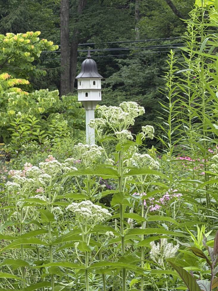 Boneset in a meadow designed by Christina Koether. Photograph by Christina Koether.