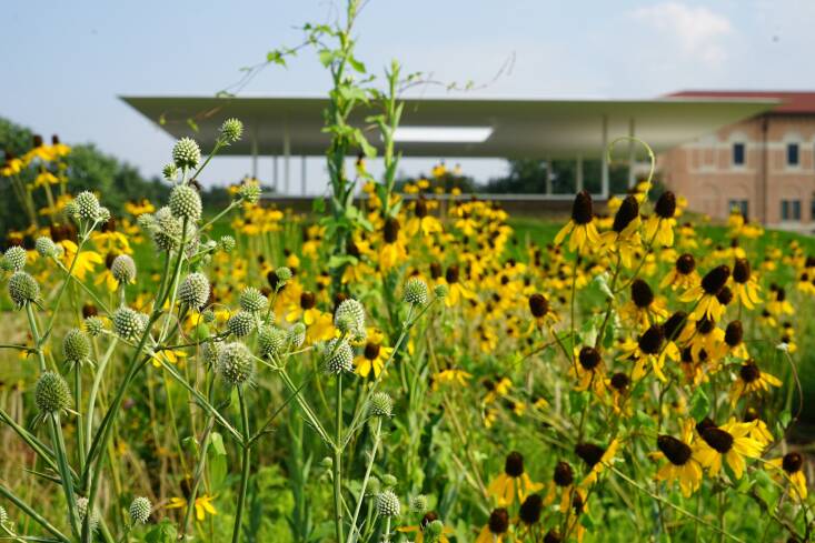 Dept. used Rudbeckia texana in their Prairie Plots project at Rice University, where it grows alongside the Rattlesnake master, at left. Photograph courtesy of Dept.