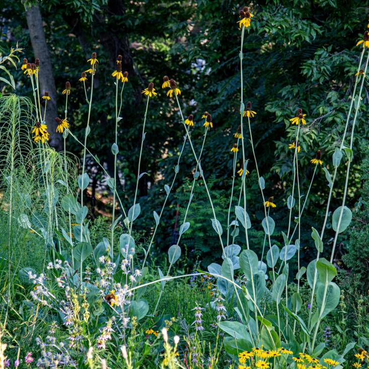 Rudbeckia maxima (giant coneflower) hails from the southern plains but adapts readily to northern gardens like Kelly Norris’s. Photograph by Kelly Norris.