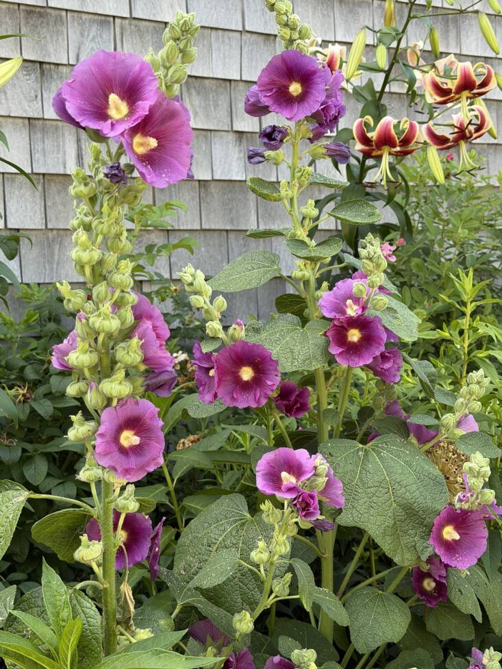 Many spire plants, including these hollyhocks from Stephen Orr’s garden, are biennials, meaning they form a low rosette of leaves their first year and then shoot up to bloom in their second year, after which they expire, scattering seeds (often liberally) to start the process all over again. Photograph by Stephen Orr.