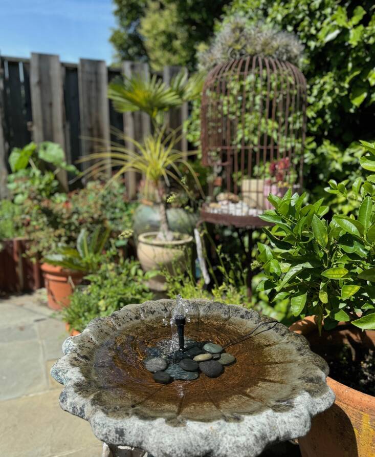 Recently I was sent a solar water feature by Poposoap to test out in my garden. The local birds and hummingbirds (plus me) give it a rave review. In the background is the reclaimed bird cage now turned into a spot for potted succulents.