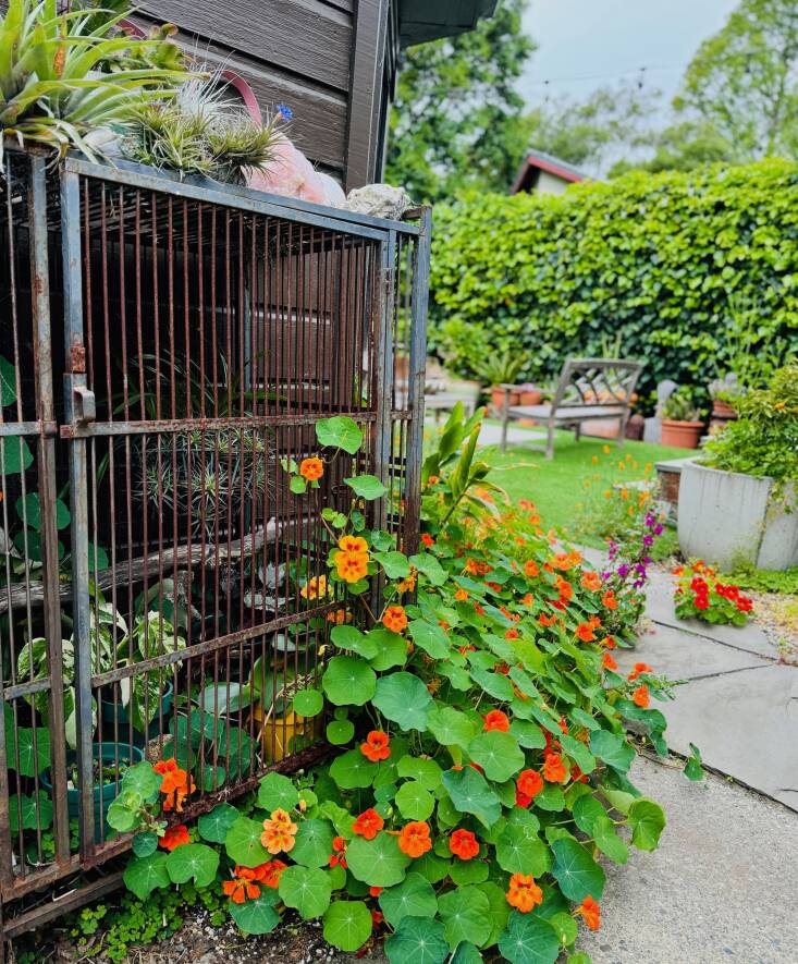 Fantastically orange and carefree nasturtiums wind and weave their way in my garden—and into the recycled bird cage.