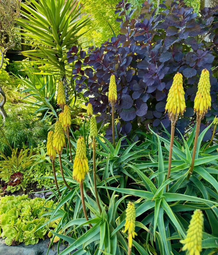 A deep burgundy smoke bush makes the perfect backdrop for the yellow aloe spears.