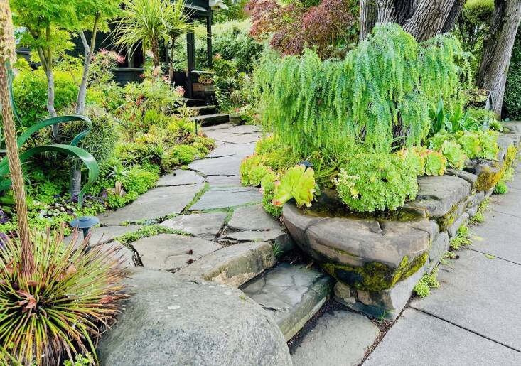 Our entry path bordered by an assortment of succulents, Japanese maples, and a quickly growing acacia shrub.