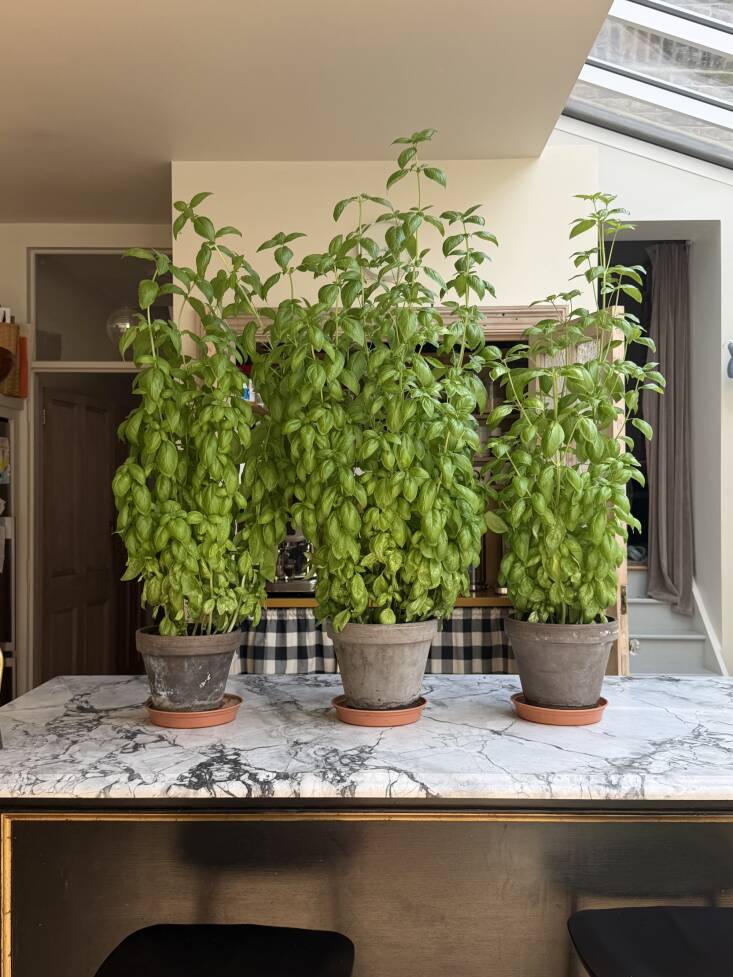 You can learn all her basil-growing tips here.