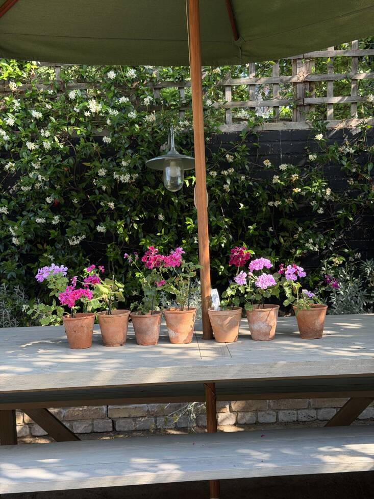 Vintage pots. In the background, star jasmine climbing a wall.
