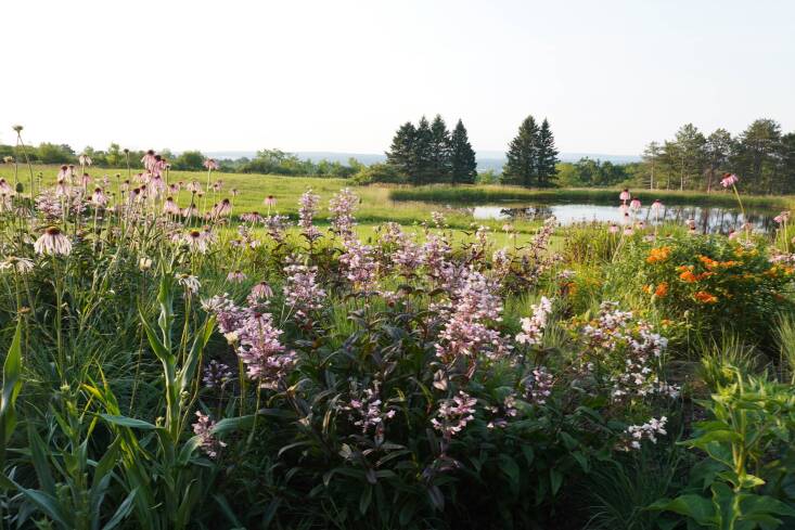 Prairie pale coneflower mingles with indigenous foxglove beardtongue and butterfly milkweed.