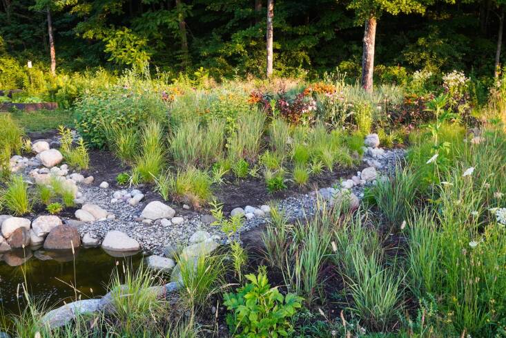 The soggy lawn is now a composition of plants that enjoy a wet/dry regime: switchgrass, swamp milkweed, Camassia, iris, Allegheny monkeyflower, and Rudbeckia laciniata.