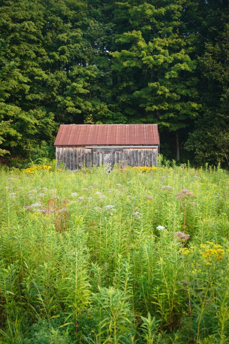 Angell is watching the meadow to see what plants are already there, including golden rod and Joe pye weed.