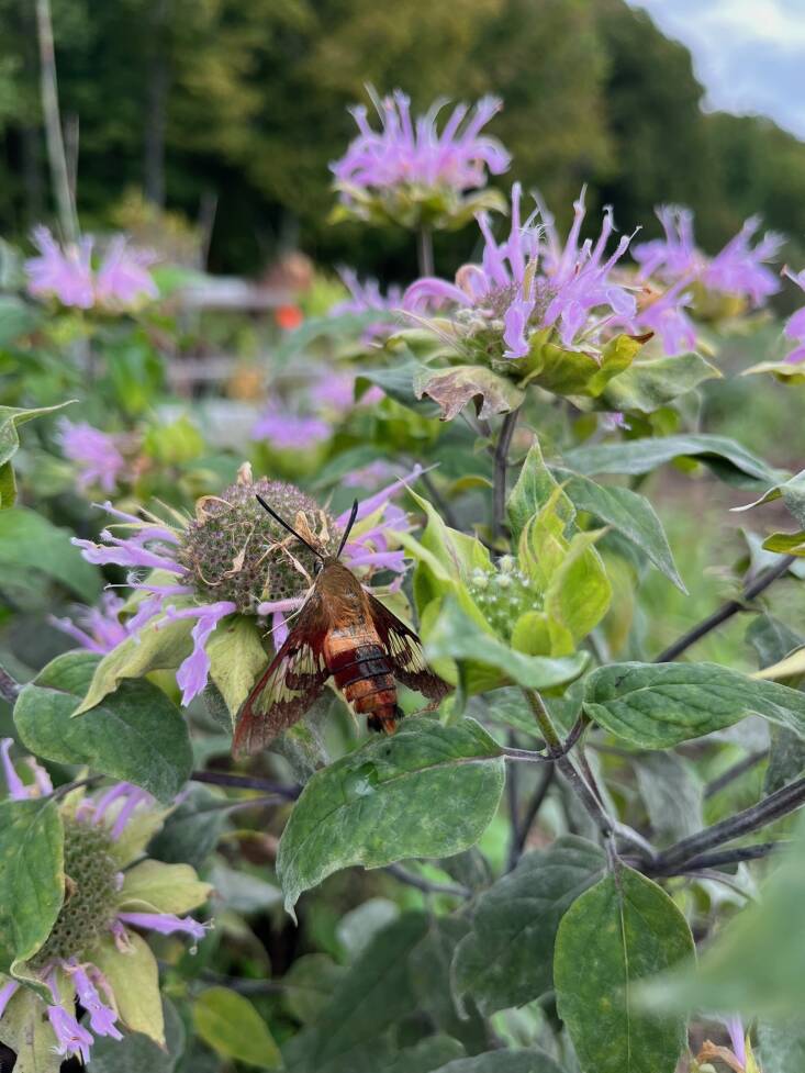 A hawk moth visiting the spotted bee balm in Angell’s garden.