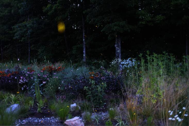 Angell is also observing the insects and butterflies that made her land their home. The fireflies have been especially prolific after adding more native plants and leaving the meadow unmown.