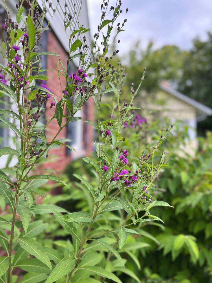 New York Ironweed growing in front of Karen Templer’s Hudson Valley garden. Photograph by Karen Templer.