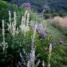 High and Mighty: 13 Favorite Tall Flowering Plants