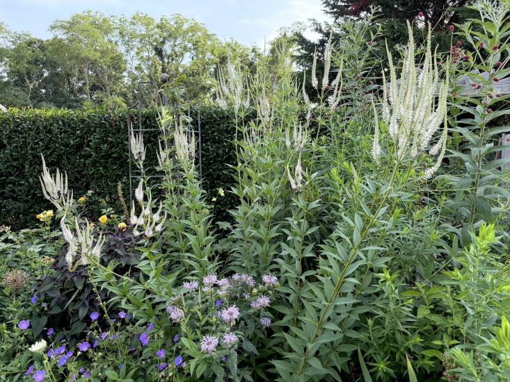 Culver’s root rises above this section of the border in Orr’s Cape Cod garden. Photograph by Stephen Orr.