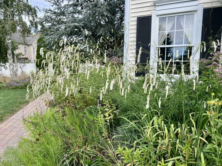 Cervoni planted Sanguisorba tenuifolia var. Alba in front of a street-facing window for the focal point it creates both outside and looking out from within. Photograph by Kat Au Cervoni.