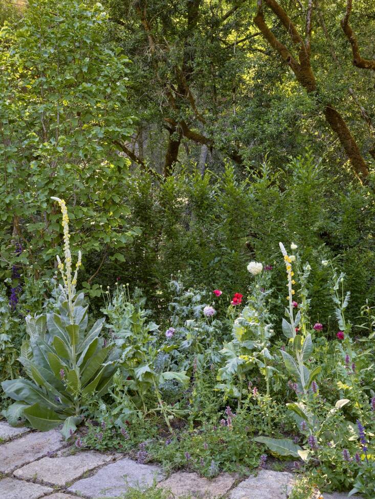 Surfacedesign, Inc. incorporated a variety of Verbascum into a project in Napa Valley, where its untamed character emerges through the crevices of the paving. Photograph by Marion Brenner. (See more of this garden in A Garden Grows in Quarantine: \2\16;Cultivated Wildness\2\17; in a Landscape Architect Couple\2\17;s Napa Home.