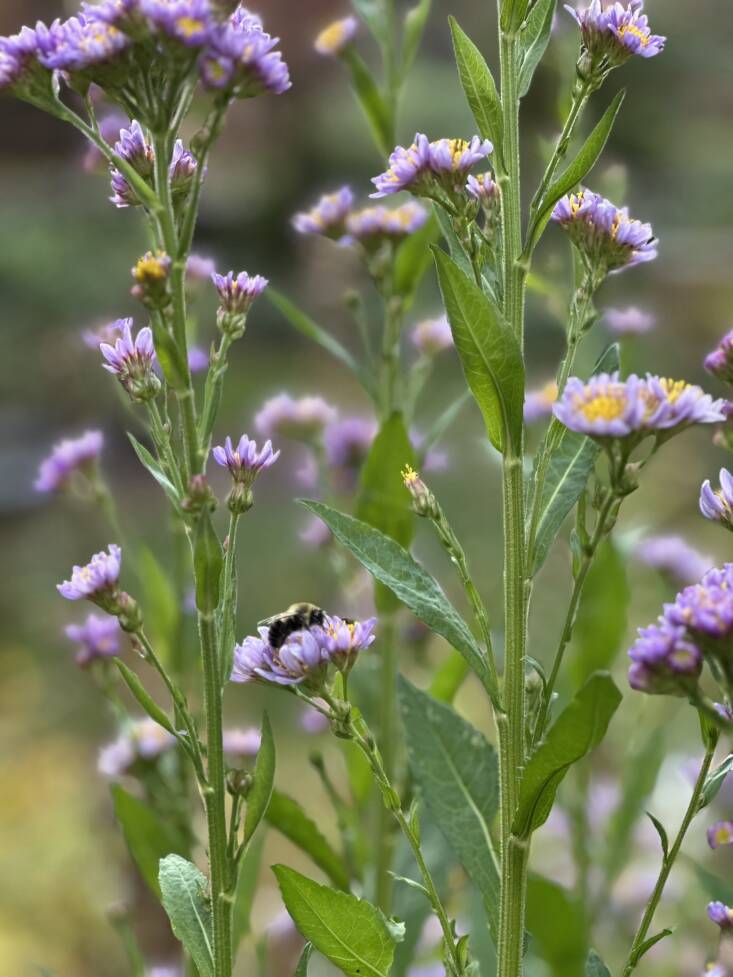 Asters, including the giant Aster tataricus, provide late season sustenance in Koether’s Connecticut garden. Photograph byChristina Koether.