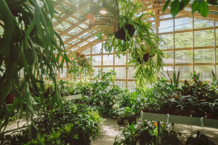 Photograph by Greg Thomas Photography, courtesy of Barton Spring Nursery.