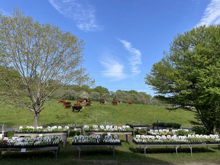 Photograph courtesy of Bunker Farm Plants.