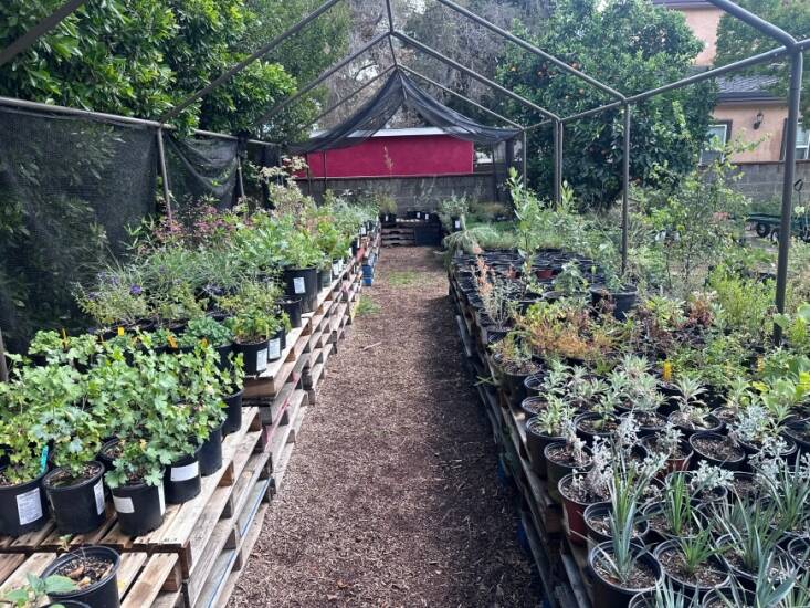 Photograph courtesy of Hardy Californians Nursery.