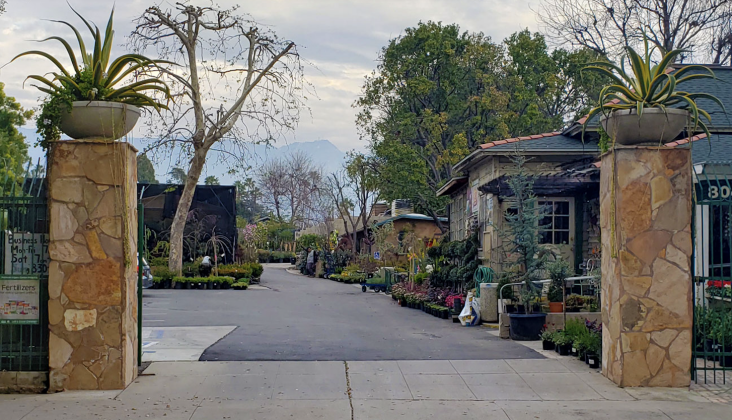 Photograph courtesy of Lincoln Avenue Nursery.