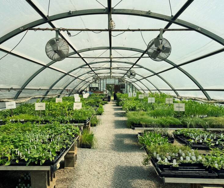 Photograph courtesy of Midwest Natives Nursery.
